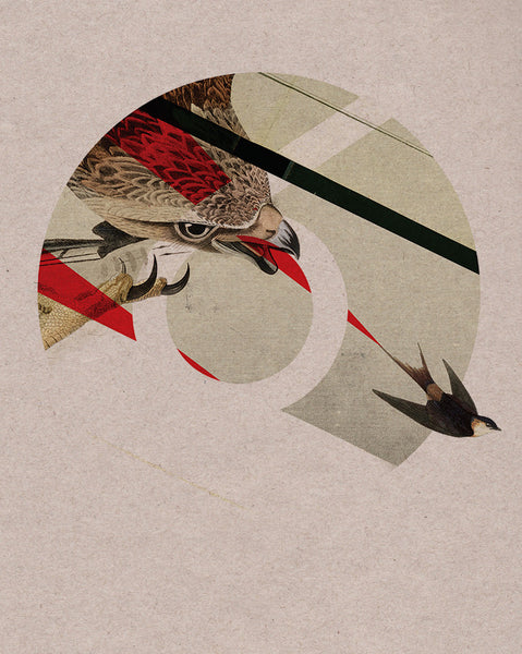 Hawk & Sparrow / The Hunter & Hunted